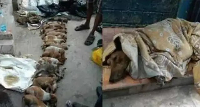 Two nursing girls in India killed 16 pups and killed desperate dogs..