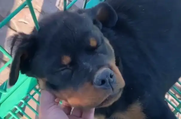 How can a cold-blooded dog, Rowena, still sell 16? You're too good