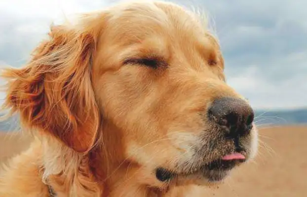 The master gave the dog away, but soon he regretted it. Iron Cyan