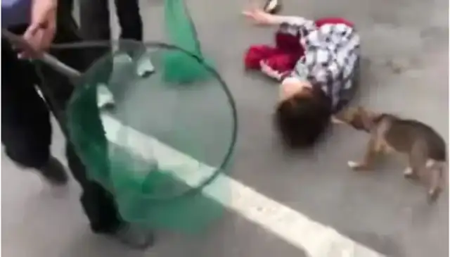 The public security force took the dog, and the dog's mother fell apart