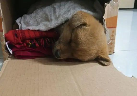 It hurts to see a little stray dog out there, and when a boy gets close to a little guy, he's not moving