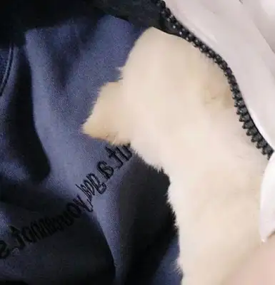 The dog with the dog plague was advised to give up his treatment, and his reaction was heartbreaking