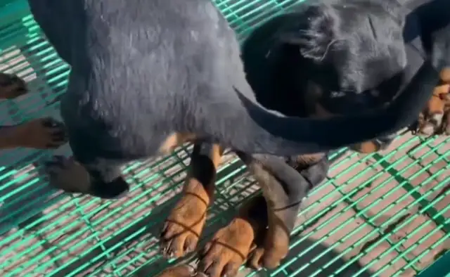 How can a cold-blooded dog, Rowena, still sell 16? You're too good