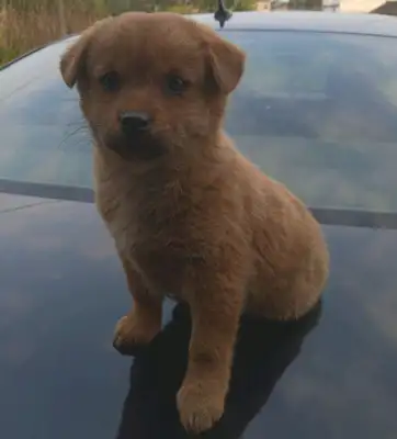 It hurts to see a little stray dog out there, and when a boy gets close to a little guy, he's not moving