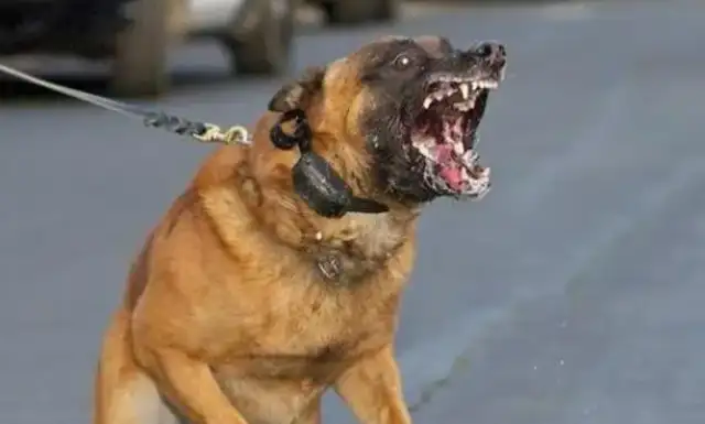 There's another bad dog attack, and the injured man's artery has been bitten
