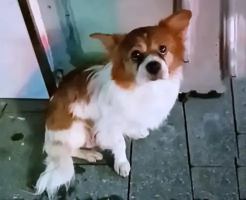 An 11-year-old dog was accidentally lost, hit by a car when he was looking for his master, and he was in tears when he was rescued