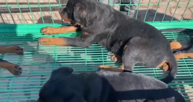 How can a cold-blooded dog, Rowena, still sell 16? You're too good