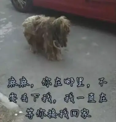 The dog was abandoned by the master a year ago, but the dog proved to be you for the rest of his life
