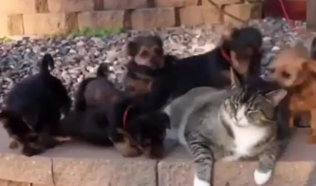 The dog mistook the fat cat for a mother, and the fat cat flew one by one: Fuck off