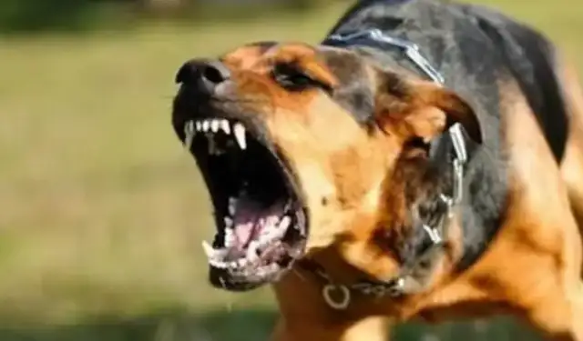 There's another bad dog attack, and the injured man's artery has been bitten