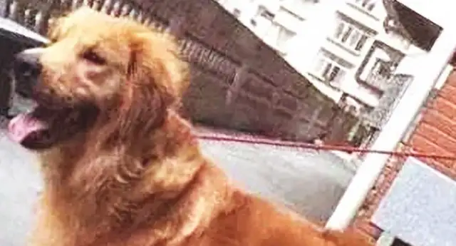 The master gave the dog away, but soon he regretted it. Iron Cyan