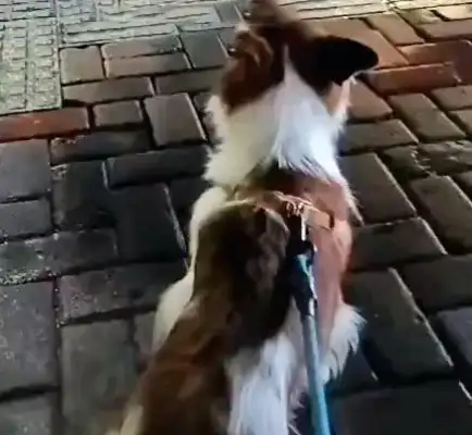 An 11-year-old dog was accidentally lost, hit by a car when he was looking for his master, and he was in tears when he was rescued