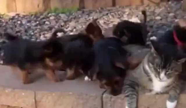 The dog mistook the fat cat for a mother, and the fat cat flew one by one: Fuck off