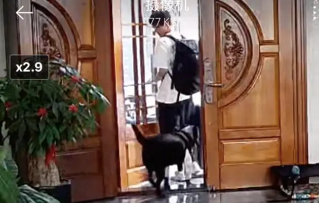 Boys are leaving at school. Dogs are standing at the door