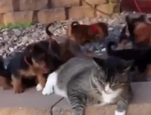 The dog mistook the fat cat for a mother, and the fat cat flew one by one: Fuck off