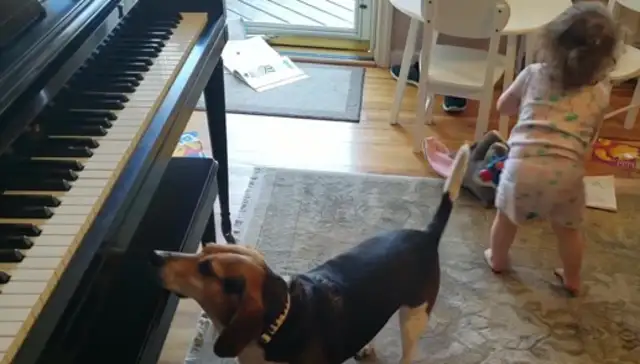 The genius dog and the little master are on the same stage