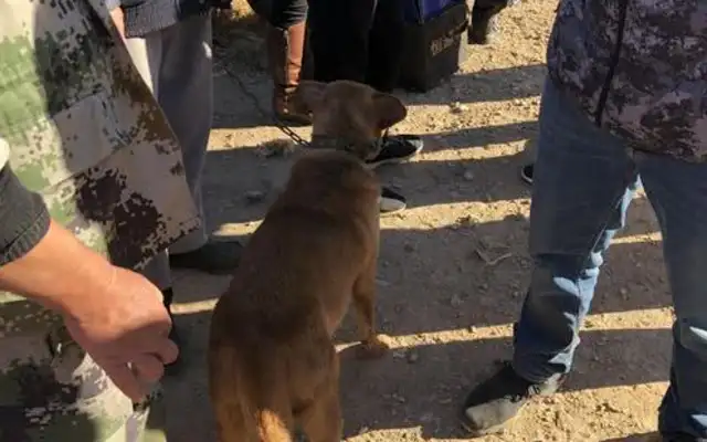 An old man sells a dog he's been raising for years