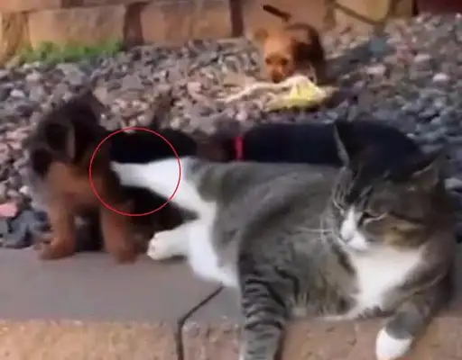 The dog mistook the fat cat for a mother, and the fat cat flew one by one: Fuck off