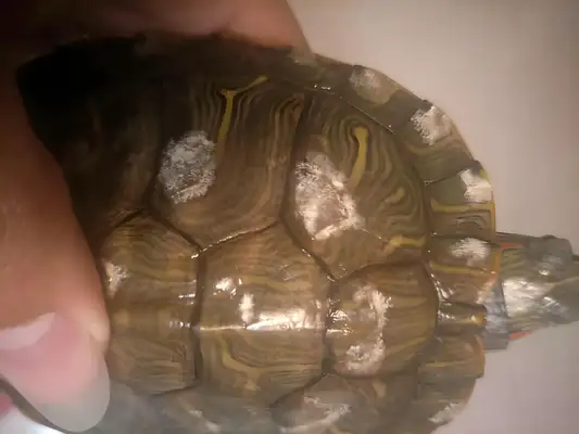 What if the turtle rots? You can handle it at home