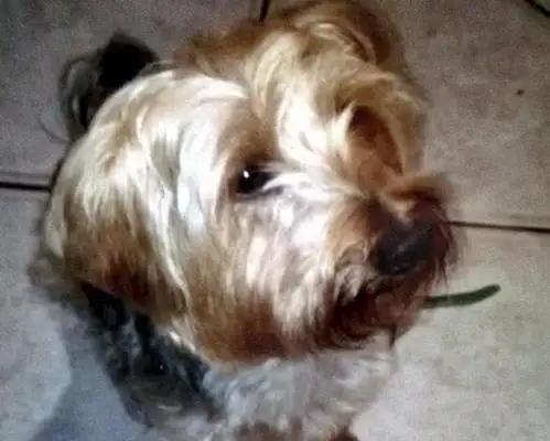 A Yorkshire dog from the Inglés was sentenced to death! The reason behind this is amazing