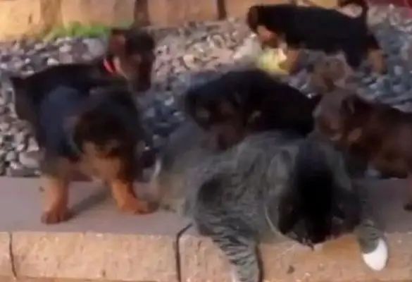 The dog mistook the fat cat for a mother, and the fat cat flew one by one: Fuck off