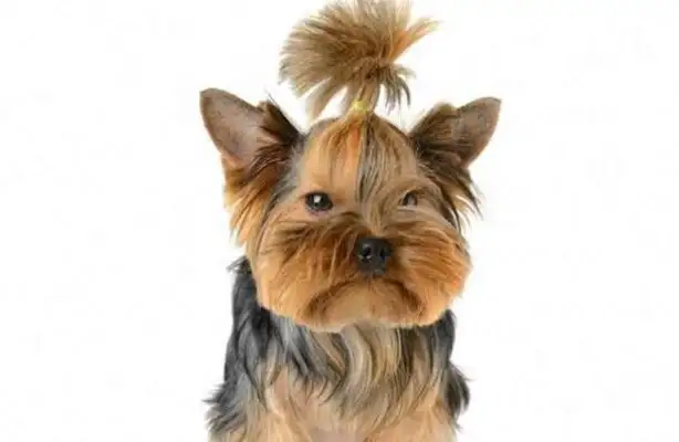 A Yorkshire dog from the Inglés was sentenced to death! The reason behind this is amazing