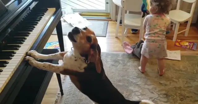 The genius dog and the little master are on the same stage