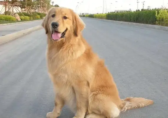 A 6-year-old girl in saddlehill was torn to pieces by a golden fur dog in the neighborhood