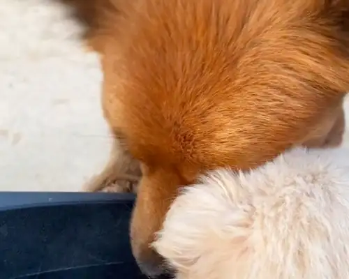 The dog will be adopted. Mom and the kid will say goodbye for the last time