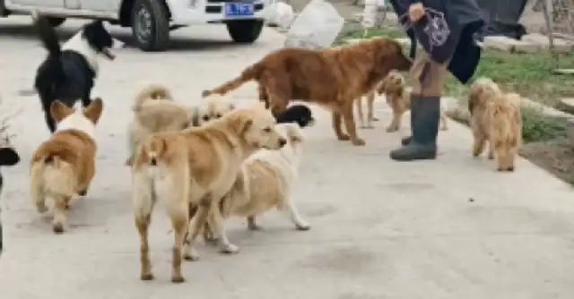 It's commendable that after the raiding of a stray dog in the city, he was sent to the security base