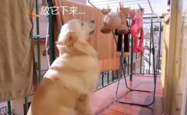 Blonde's toy was washed, and it was on the balcony for one day. Dog: Let them out