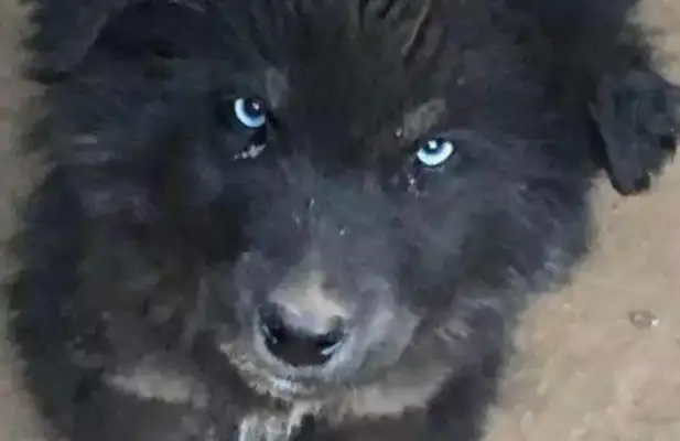 A little black dog came looking for Haski, and he always seemed familiar: who's your father