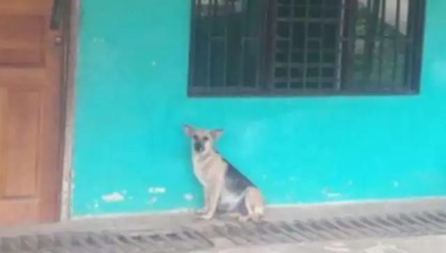 The dog pet left during the pregnancy, the neighbor took care of him, and the pet gave the country a heart. Cold