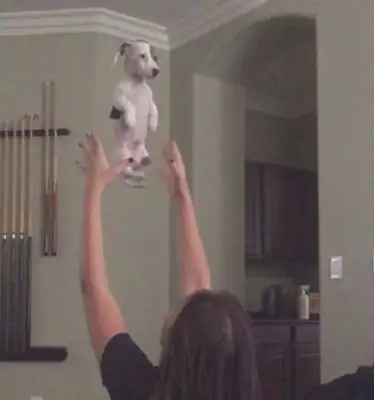 The hostess is playing high with the dog, and the dog is thrown into doubt, and the eyes in the air will shine