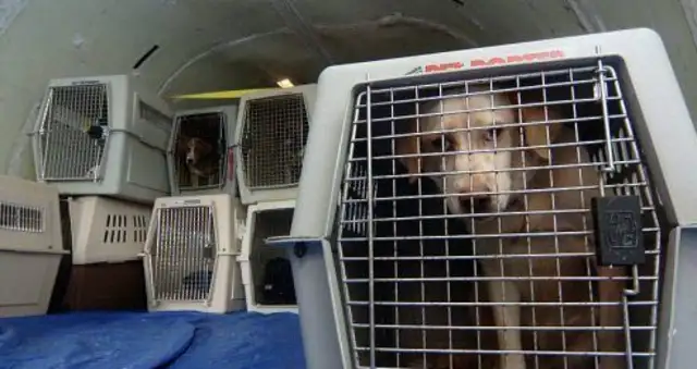 Two American men were accused of using dogs as drug mules to transport heroin