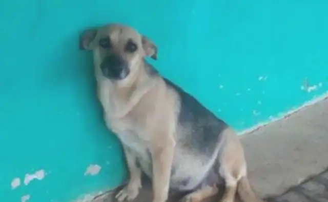 The dog pet left during the pregnancy, the neighbor took care of him, and the pet gave the country a heart. Cold