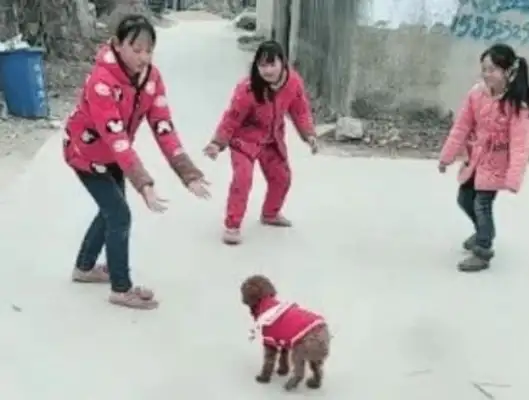 The girl found a monkey in the trash and came home with a dog. The rich love it