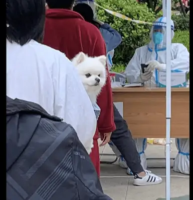 The girl took the dog for the nucleic acid test, and he looked happy: finally, the stairs