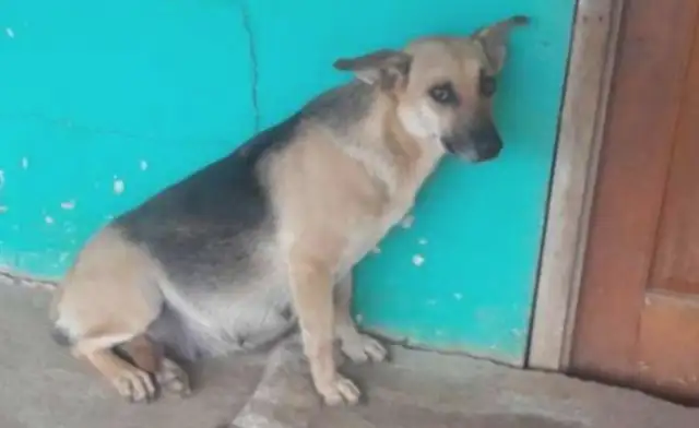 The dog pet left during the pregnancy, the neighbor took care of him, and the pet gave the country a heart. Cold