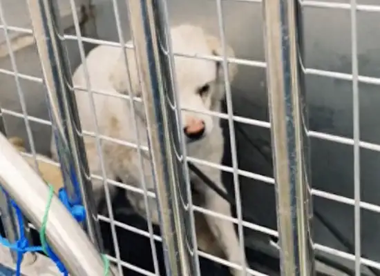 It's commendable that after the raiding of a stray dog in the city, he was sent to the security base
