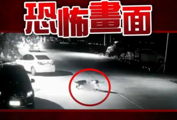The dog attacked the boy with serious injuries: where is the dog's weakness? What do you do when you get attacked by a dog