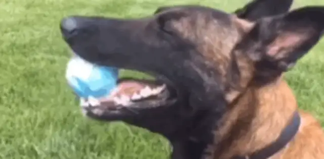 The dog failed the test. The dog locked himself in the yard and ran the ball for two hours
