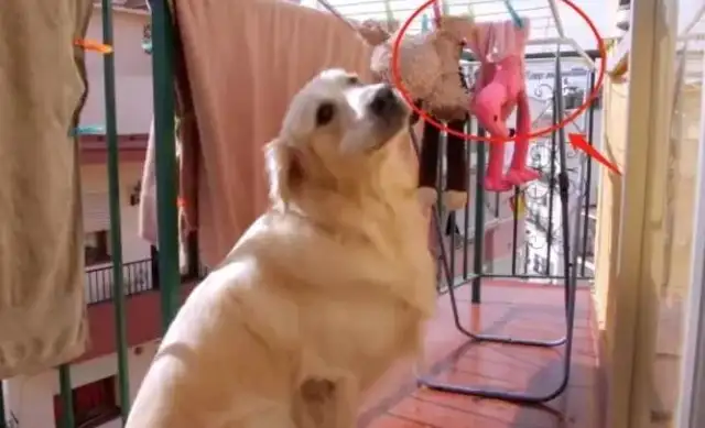 Blonde's toy was washed, and it was on the balcony for one day. Dog: Let them out
