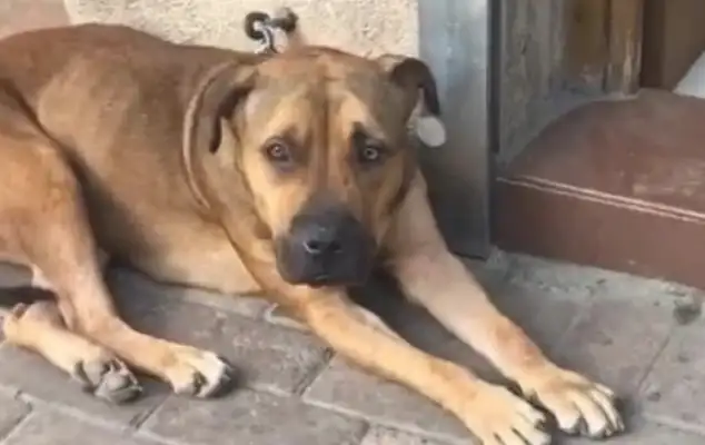 The dog was in front of the store, and the woman came close and found something wrong