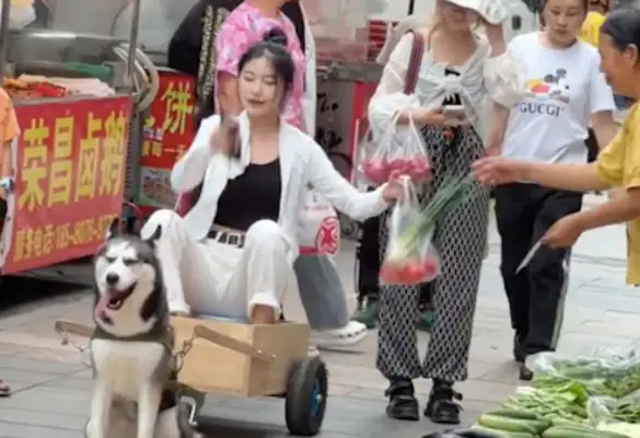 Homemade dog pulls out the car, lets Hasty get food