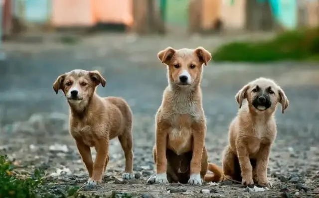 The dog attacked the boy with serious injuries: where is the dog's weakness? What do you do when you get attacked by a dog