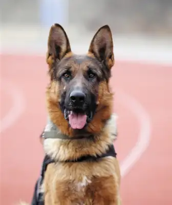 Faithful dogs: panthers and stupidity