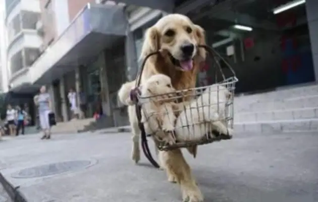 The bitch brought the pups to the master to tell you all this