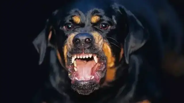 The dog attacked the boy with serious injuries: where is the dog's weakness? What do you do when you get attacked by a dog