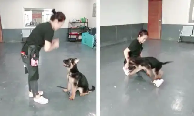 What about the German ranger? 45 days of dog training at the regular canine base in Guangzhou